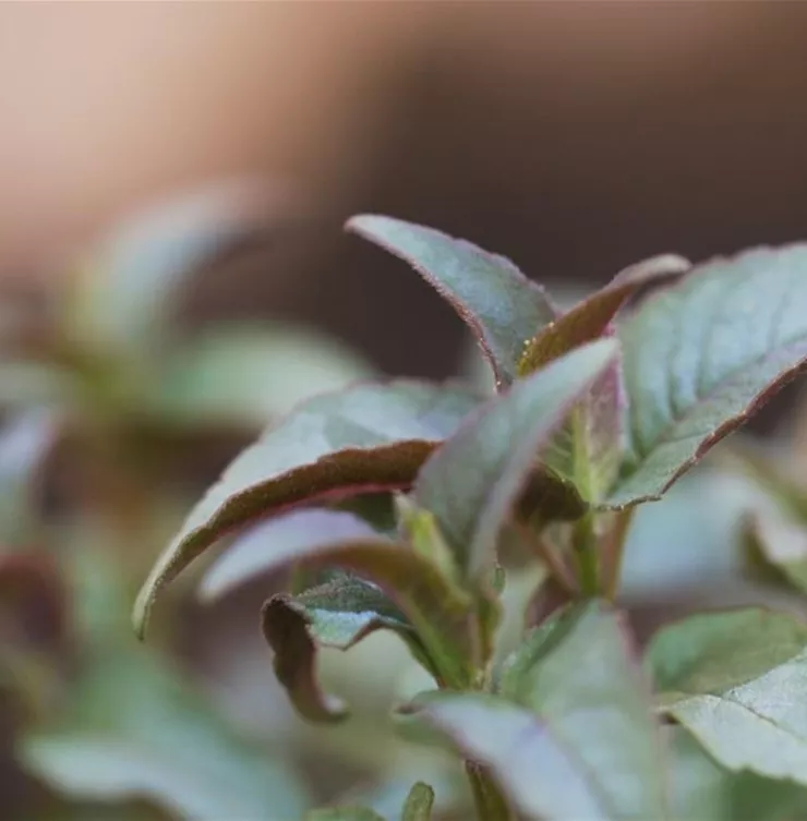 Minzblättrige Indianernessel - Einpflanzen im Garten
