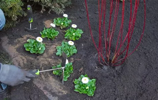 Gänseblümchen - Einpflanzen im Garten Gänseblümchen - Einpflanzen im Garten