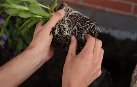 Sonnenbraut - Einpflanzen im Garten Sonnenbraut - Einpflanzen im Garten