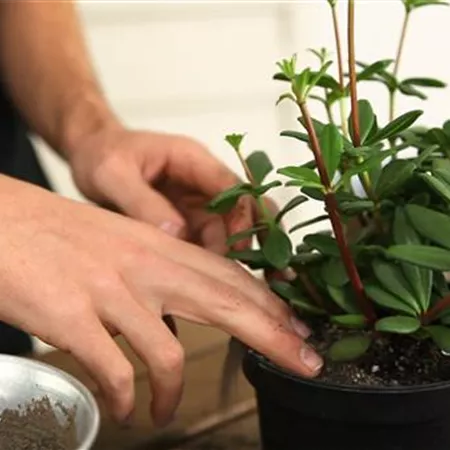 Peperomie - Umtopfen