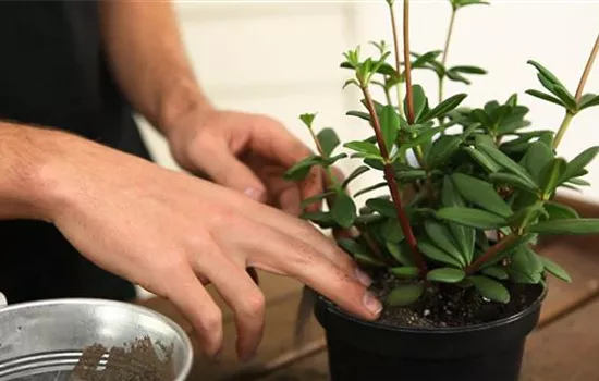 Peperomie - Umtopfen Peperomie - Umtopfen