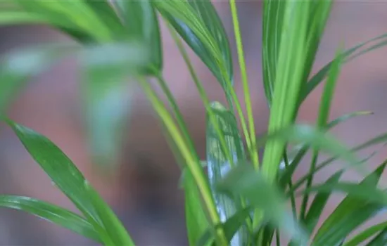 Katzenpalme - Umtopfen Katzenpalme - Umtopfen