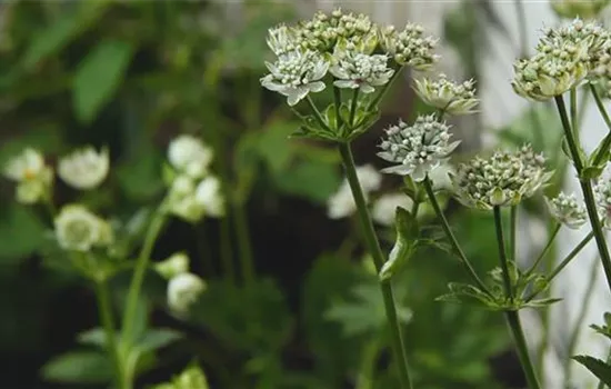 Sterndolde - Einpflanzen im Garten Sterndolde - Einpflanzen im Garten