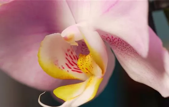 Zimmerpflanzenportrait - Orchidee Zimmerpflanzenportrait - Orchidee