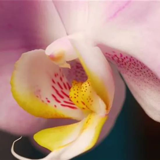 Zimmerpflanzenportrait - Orchidee Zimmerpflanzenportrait - Orchidee