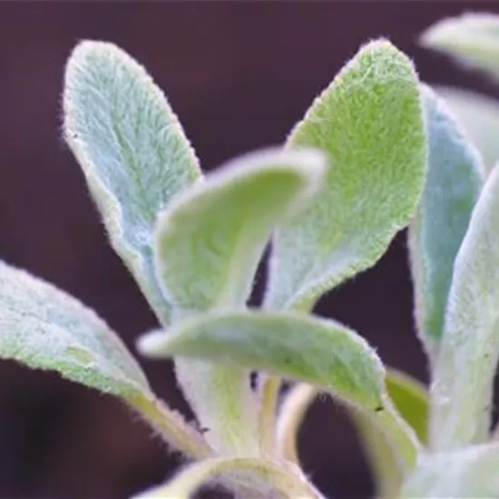 Woll-Ziest - Einpflanzen im Garten Woll-Ziest - Einpflanzen im Garten