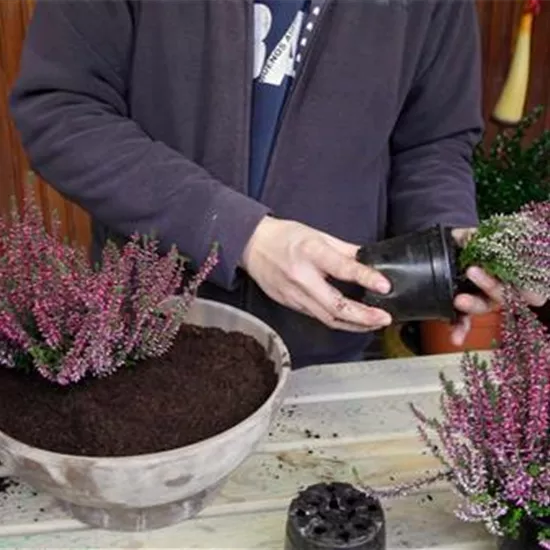 Knospenheide - Einpflanzen in ein Gefäß Knospenheide - Einpflanzen in ein Gefäß