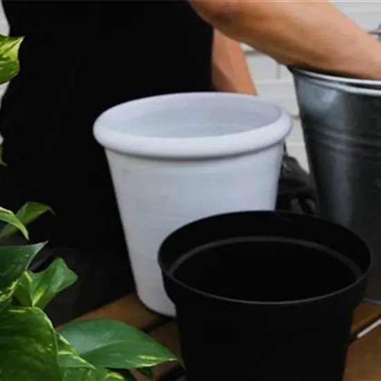 Efeutute - Umtopfen Efeutute - Umtopfen