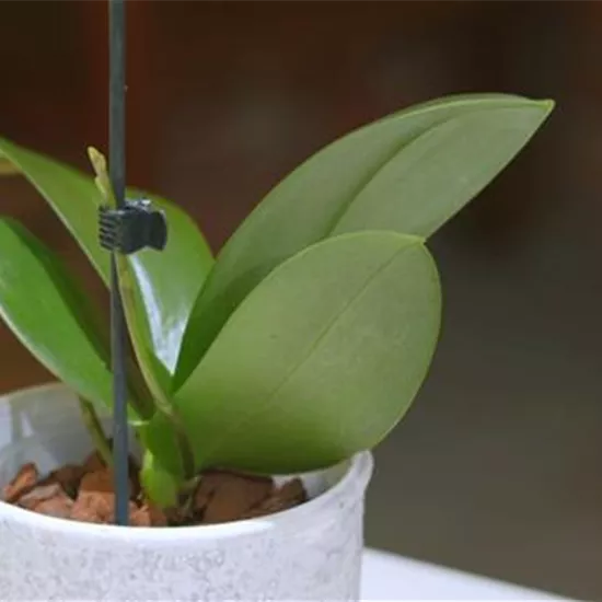 Orchideen pflegen Orchideen pflegen