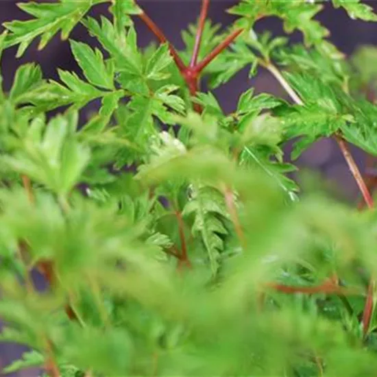Geißbart - Einpflanzen im Garten Geißbart - Einpflanzen im Garten