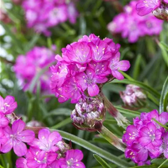Armeria maritima Armeria maritima