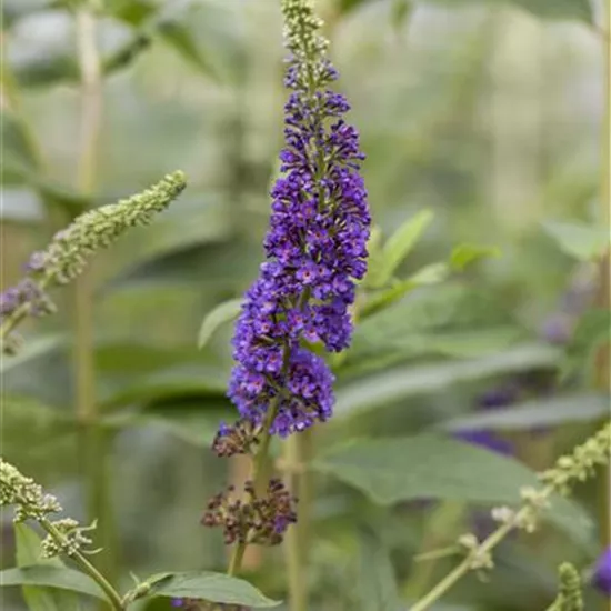 Buddleja davidii 'Empire Blue' Buddleja davidii 'Empire Blue'
