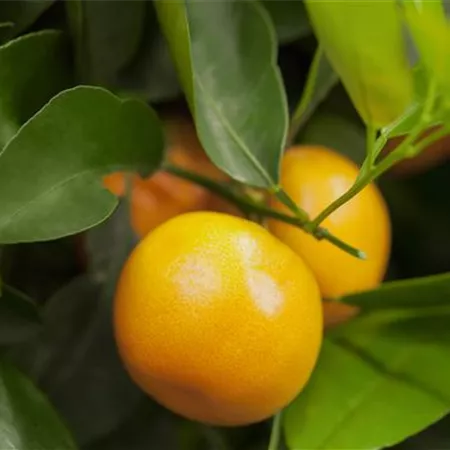 Citrus sinensis Citrus sinensis