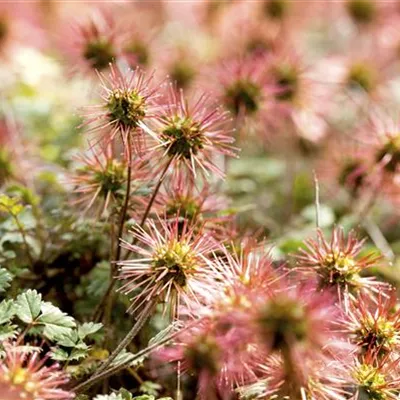 Acaena microphylla Acaena microphylla