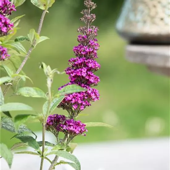 Buddleja davidii 'Summer Kids'® Buddleja davidii 'Summer Kids'®