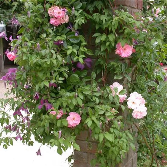 Clematis alpina Clematis alpina