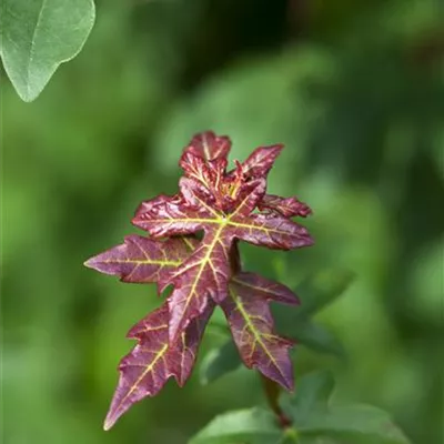 Acer campestre Acer campestre