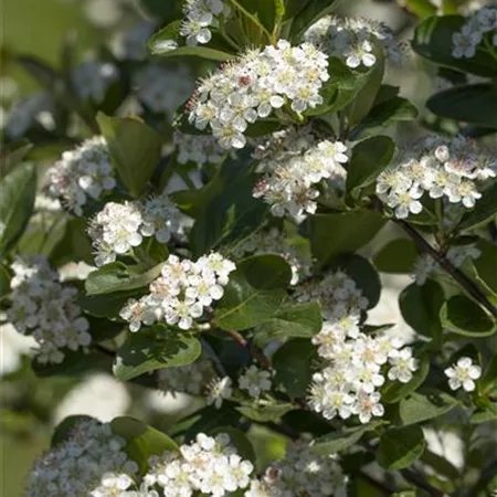 Aronia x prunifolia 'Viking' Aronia x prunifolia 'Viking'