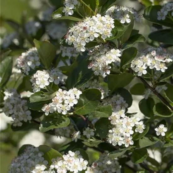 Aronia x prunifolia 'Viking' Aronia x prunifolia 'Viking'