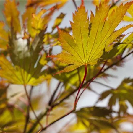 Acer palmatum Acer palmatum