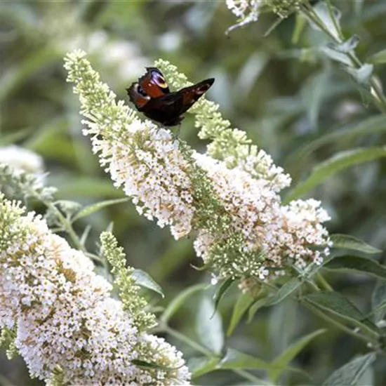 Buddleja davidii 'White Profusion'