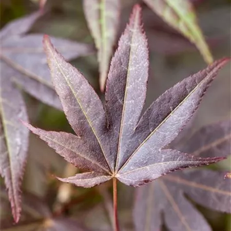 Acer palmatum 'Atropurpureum' Acer palmatum 'Atropurpureum'