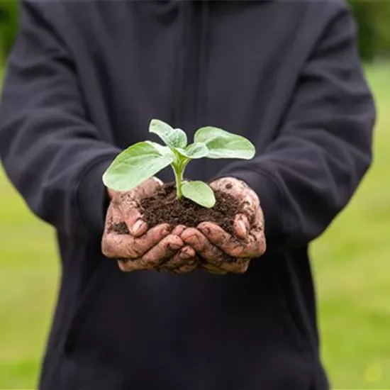 Immer eine gute Ernte: Das richtige Saatgut für das Hochbeet Immer eine gute Ernte: Das richtige Saatgut für das Hochbeet