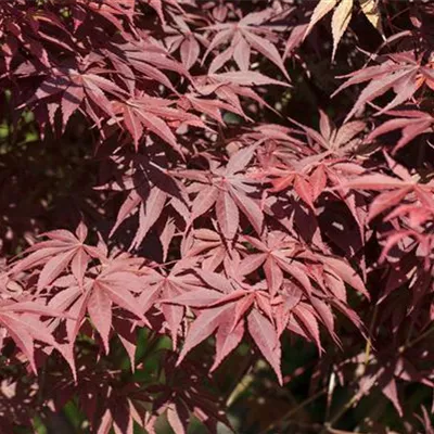 Acer palmatum 'Bloodgood' Acer palmatum 'Bloodgood'