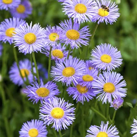 Aster dumosus Aster dumosus
