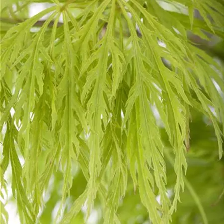 Acer palmatum 'Dissectum' Acer palmatum 'Dissectum'