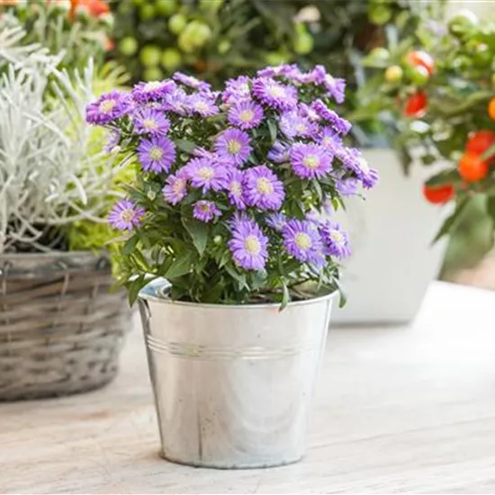 Aster dumosus, blau Aster dumosus, blau