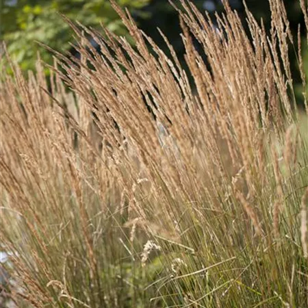 Calamagrostis x acutiflora Calamagrostis x acutiflora