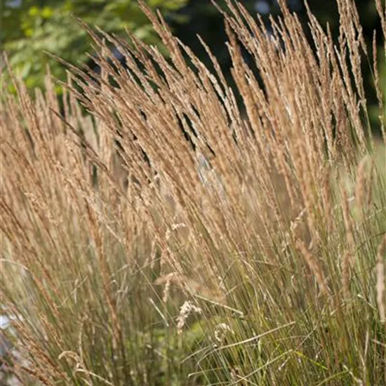 Calamagrostis x acutiflora Calamagrostis x acutiflora