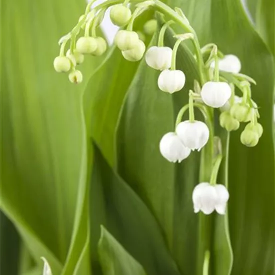 Convallaria majalis Convallaria majalis
