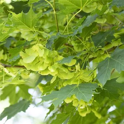 Acer platanoides Acer platanoides