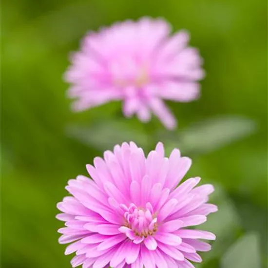 Aster novi-belgii, rosa