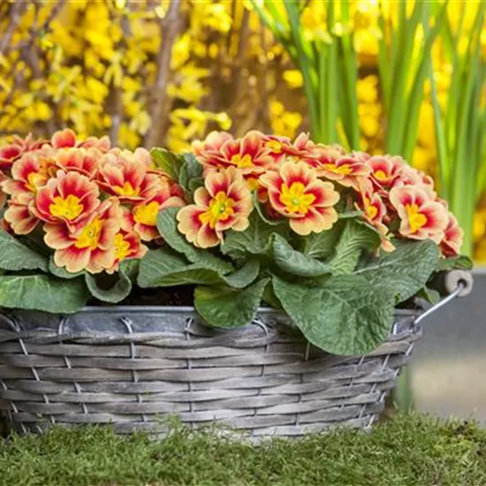 Primeln pflanzen und einen bunten Frühling genießen