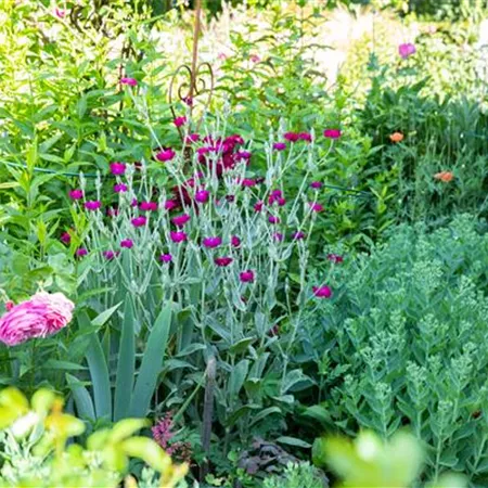 Alles hat seine Ordnung – Stauden pflegen das ganze Jahr