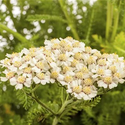 Achillea millefolium Achillea millefolium