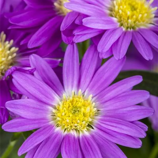 Aster novi-belgii