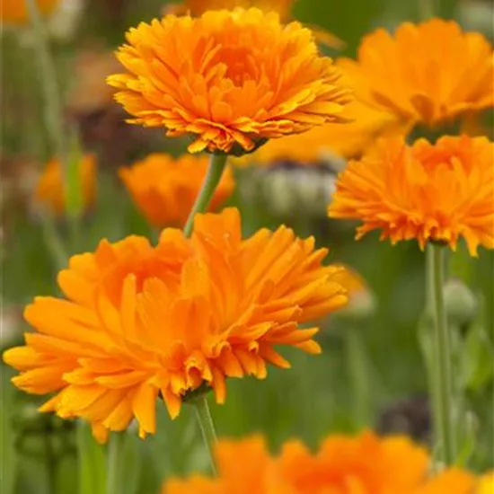 Calendula officinalis Calendula officinalis
