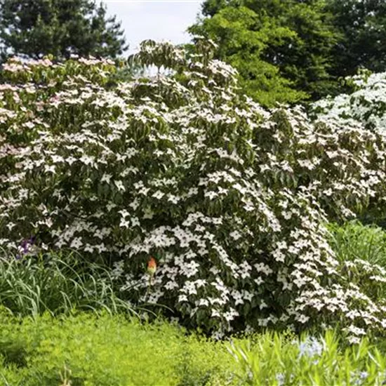 Cornus kousa 'Cappuccino'® Cornus kousa 'Cappuccino'®