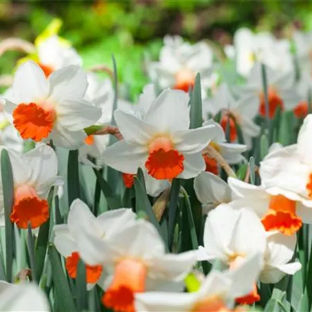 Alpenveilchen als Highlight in Haus und Garten