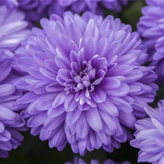 Aster novi-belgii, blau