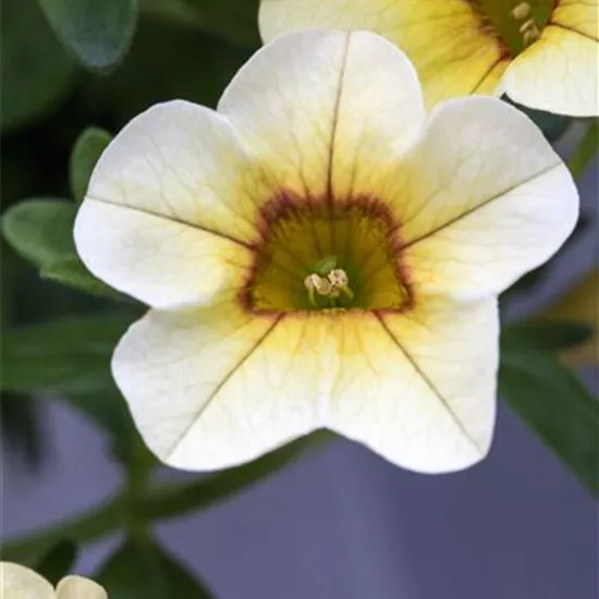 Calibrachoa Calibrachoa
