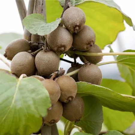 Actinidia chinensis Actinidia chinensis