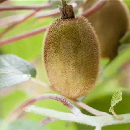 Actinidia chinensis 'Hayward' Actinidia chinensis 'Hayward'