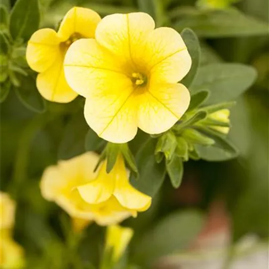 Calibrachoa 'Celebration'® Calibrachoa 'Celebration'®