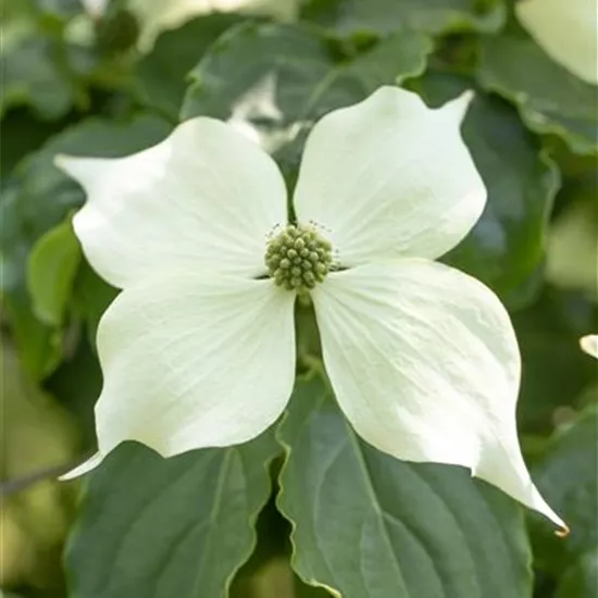 Cornus kousa 'Venus'® Cornus kousa 'Venus'®