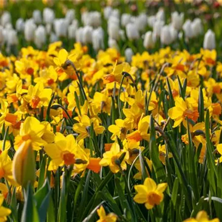 Alpenveilchen pflanzen und bunte Blüten bewundern